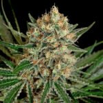 Txerri Bilbo Haze Feminized By Genehtik