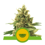 Watermelon Auto Autoflower By Royal Queen Seeds