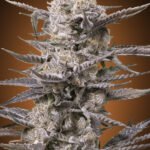 Watermelon Og Feminized By Advanced Seeds