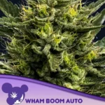 Wham Boom Auto Autoflower By Anesia Seeds