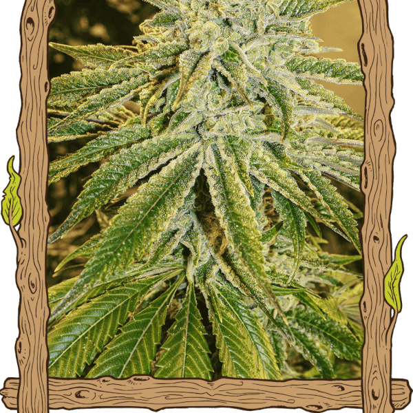 white-banana-auto-3-seeds.png White Banana Auto Autoflower By Exotic Seed - Image 1