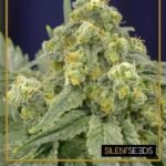 White Widow Feminized By Silent Seeds