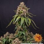 White Widow Xxl Feminized By Barneys Farm