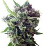 Zamaldelica Auto Autoflower By Ace Seeds
