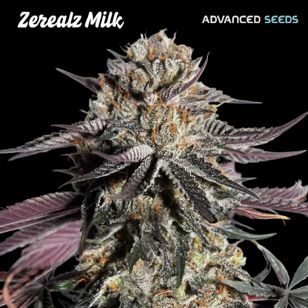 zerealz-milk-1-seeds-1.webp Zerealz Milk Feminized By Advanced Seeds - Image 1