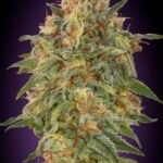 Zkittlez Feminized By Advanced Seeds