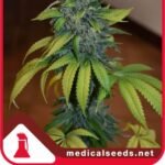 Zkittlez Feminized By Medical Seeds