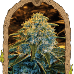 Z&Z Feminized By Exotic Seed