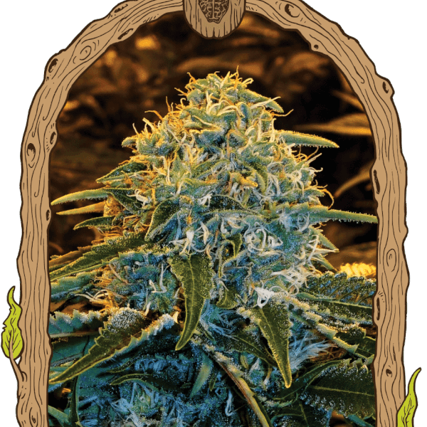 zz-3-seeds.png Z&Z Feminized By Exotic Seed - Image 1
